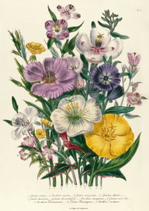 Godetia and Anothera, plate 8 from 